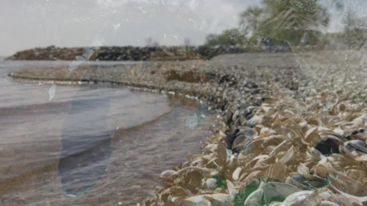 Thumbnail image for Zebra Mussels_FINAL