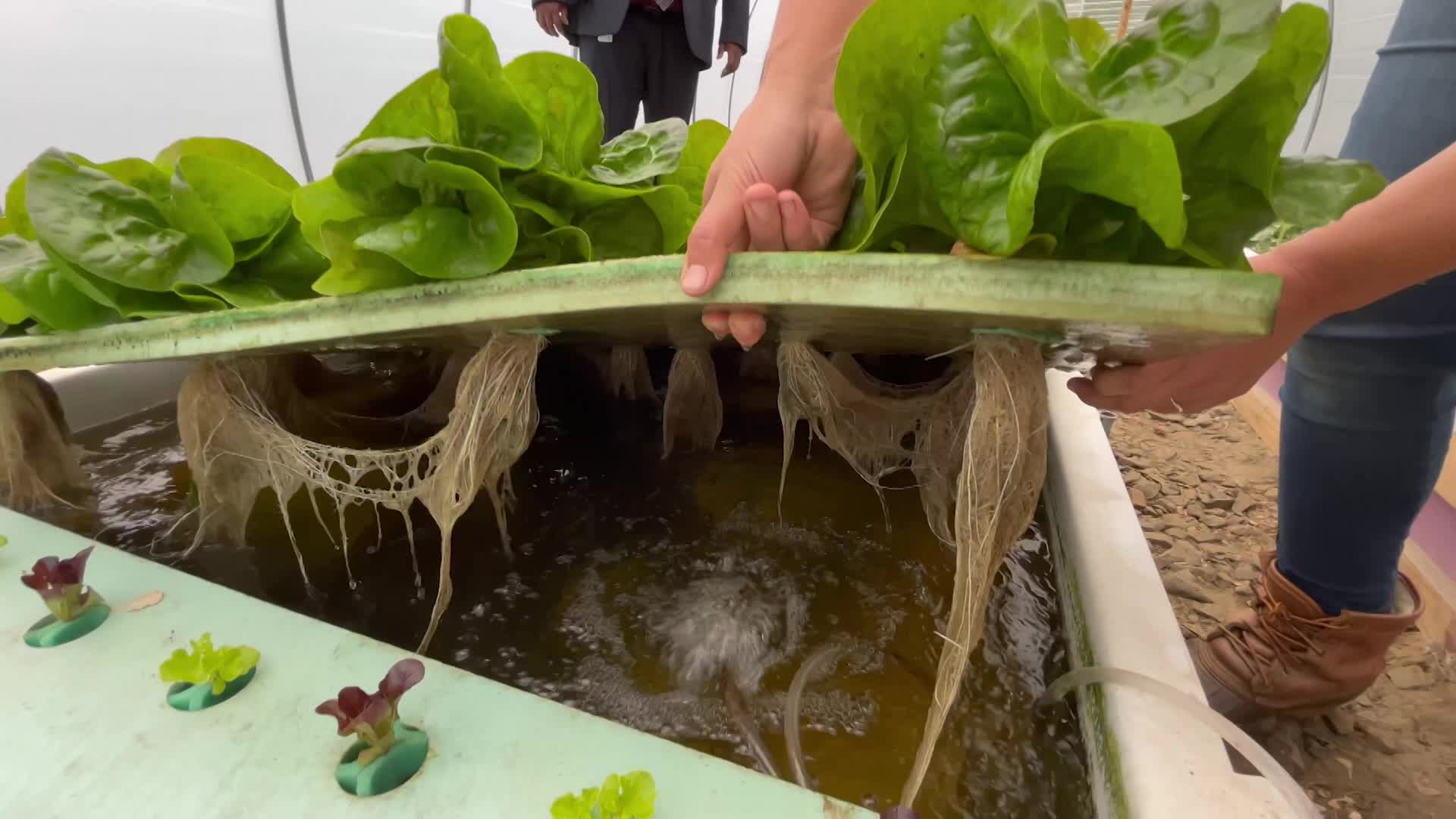 Thumbnail image for Saura Creek Farm at the Fairgrounds Farmers Market